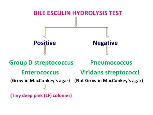 enterococcus sketchy micro enterococcus sketchy micro