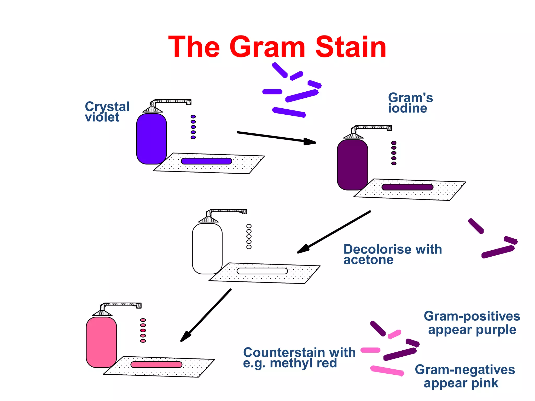 Crystal
violet
Gram's
iodine
Decolorise with
acetone
Counterstain with
e.g. methyl red
Gram-positives
appear purple
Gram-negatives
appear pink
The Gram Stain
 