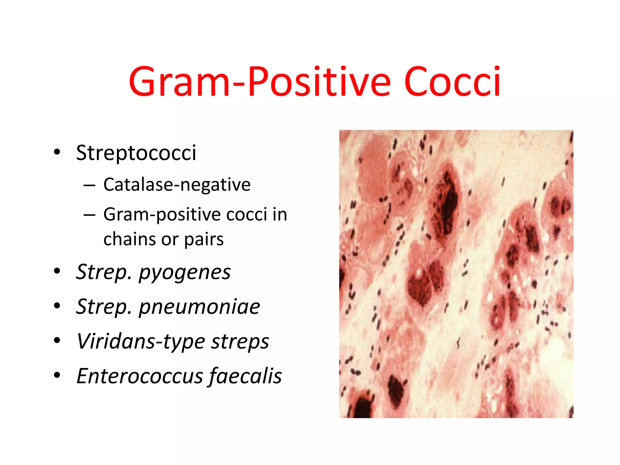 Gram-Positive Cocci
• Streptococci
– Catalase-negative
– Gram-positive cocci in
chains or pairs
• Strep. pyogenes
• Strep. pneumoniae
• Viridans-type streps
• Enterococcus faecalis
 
