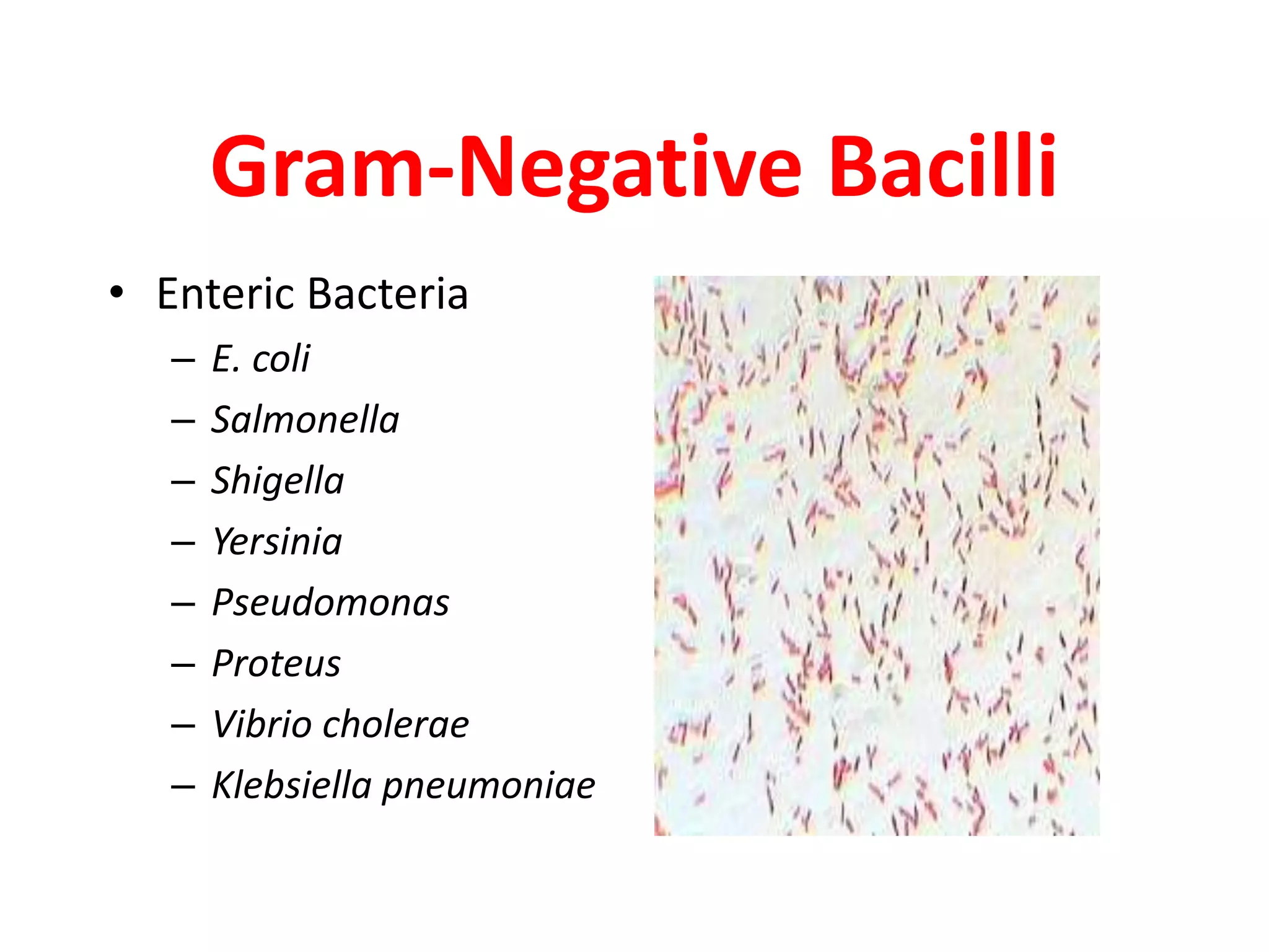 Gram-Negative Bacilli
• Enteric Bacteria
– E. coli
– Salmonella
– Shigella
– Yersinia
– Pseudomonas
– Proteus
– Vibrio cholerae
– Klebsiella pneumoniae
 