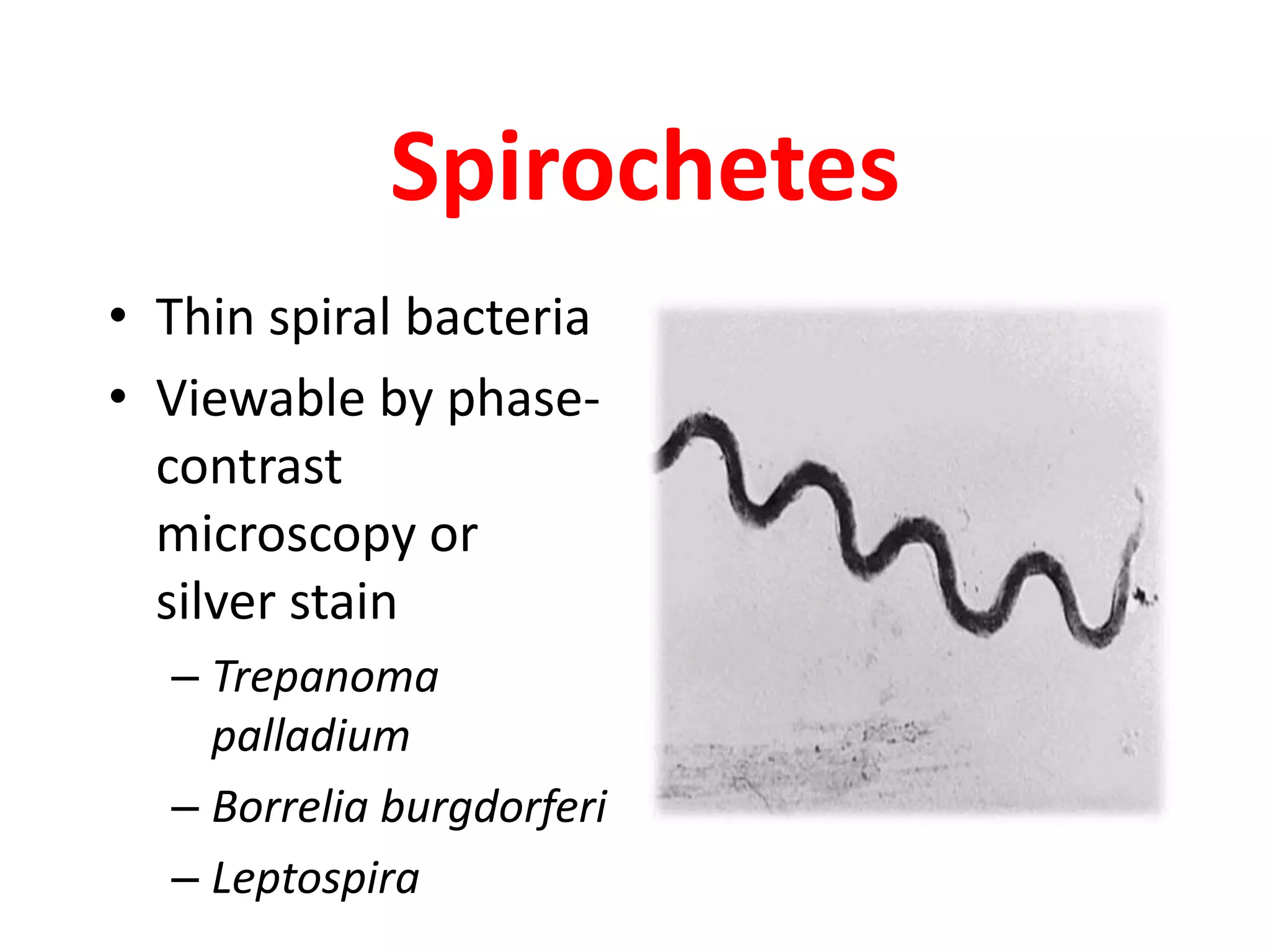 Spirochetes
• Thin spiral bacteria
• Viewable by phase-
contrast
microscopy or
silver stain
– Trepanoma
palladium
– Borrelia burgdorferi
– Leptospira
 