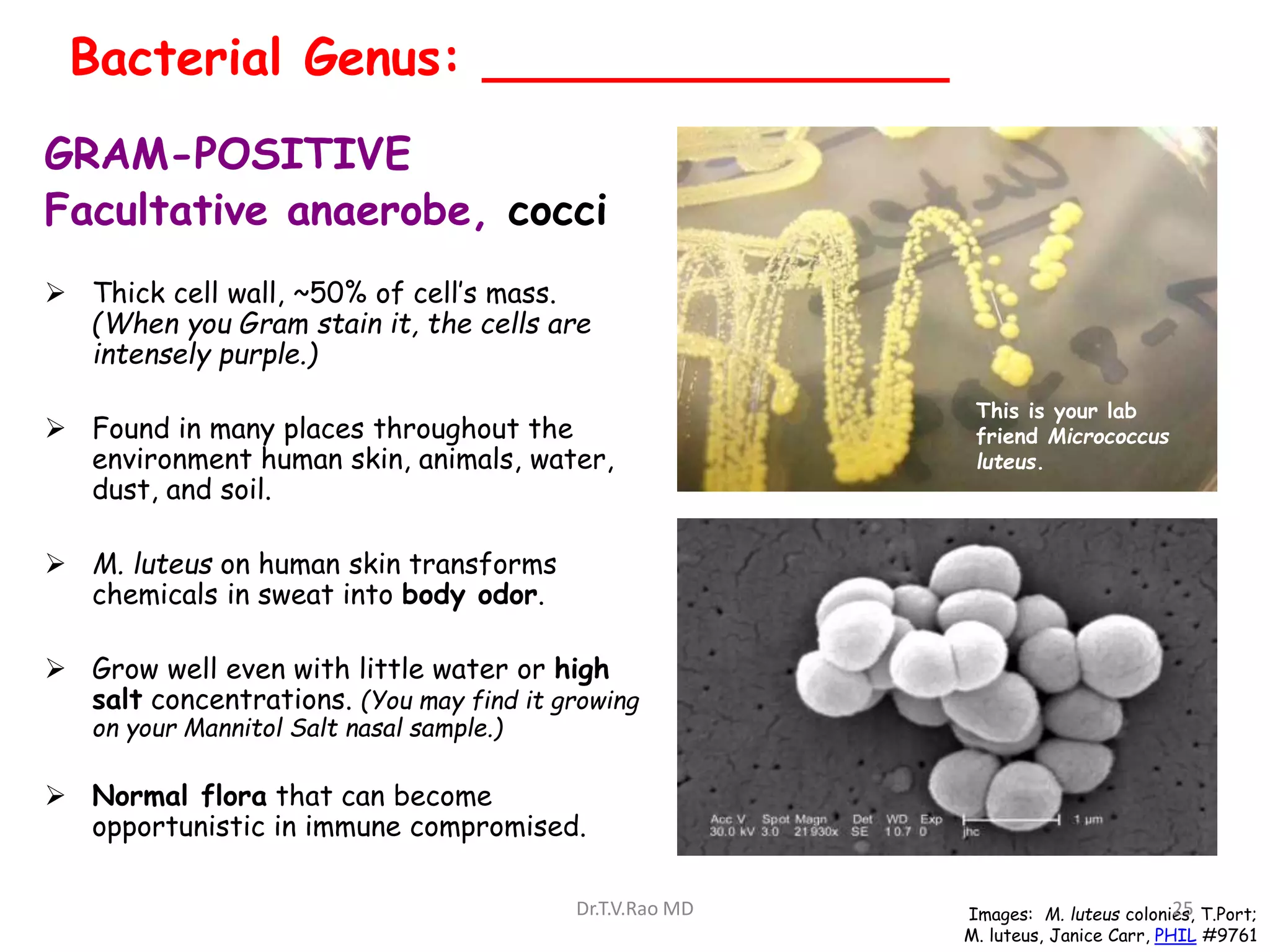 GRAM-POSITIVE
Facultative anaerobe, cocci
 Thick cell wall, ~50% of cell’s mass.
(When you Gram stain it, the cells are
intensely purple.)
 Found in many places throughout the
environment human skin, animals, water,
dust, and soil.
 M. luteus on human skin transforms
chemicals in sweat into body odor.
 Grow well even with little water or high
salt concentrations. (You may find it growing
on your Mannitol Salt nasal sample.)
 Normal flora that can become
opportunistic in immune compromised.
Bacterial Genus: _______________
This is your lab
friend Micrococcus
luteus.
Images: M. luteus colonies, T.Port;
M. luteus, Janice Carr, PHIL #9761
Dr.T.V.Rao MD 25
 