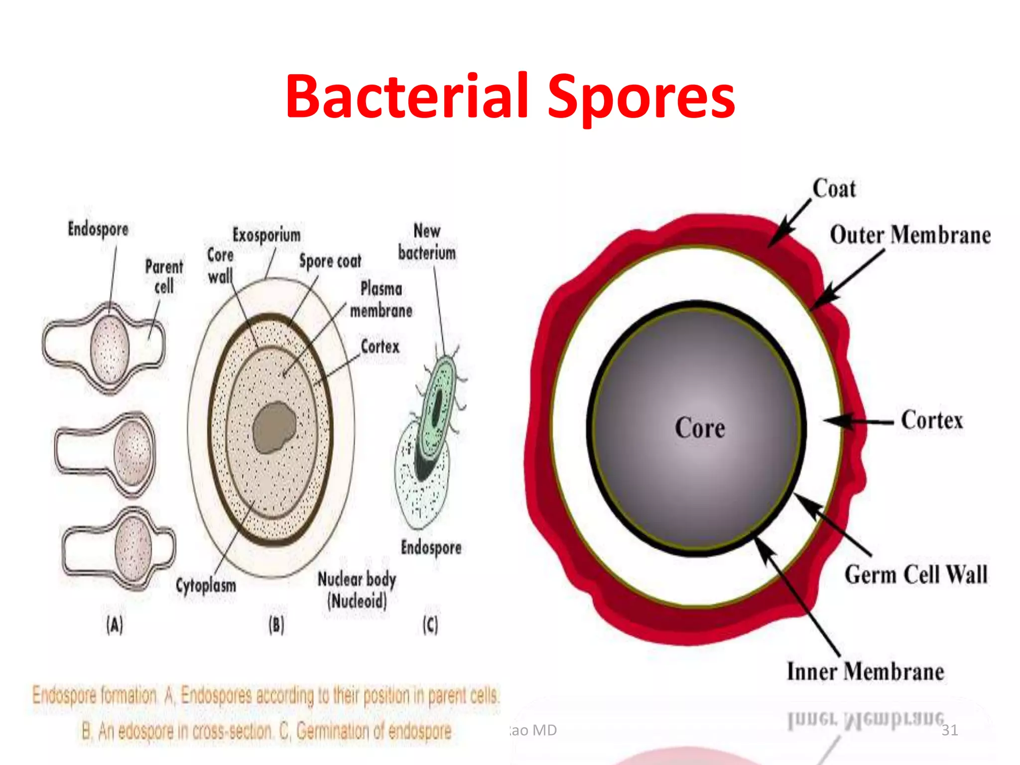 Bacterial Spores
Dr.T.V.Rao MD 31
 