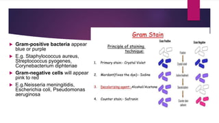 Identification of bacteria | PPTX