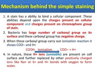 IDENTIFICATION OF BACTERIA.pdf