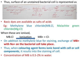 IDENTIFICATION OF BACTERIA.pdf