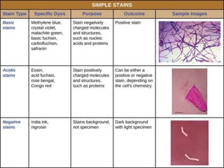 IDENTIFICATION OF BACTERIA.pdf