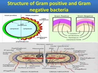 IDENTIFICATION OF BACTERIA.pdf