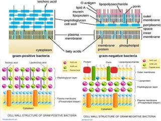 IDENTIFICATION OF BACTERIA.pdf