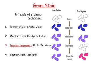 IDENTIFICATION OF BACTERIA.pdf