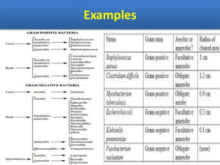IDENTIFICATION OF BACTERIA.pdf
