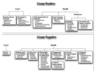 IDENTIFICATION OF BACTERIA.pdf