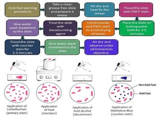 IDENTIFICATION OF BACTERIA.pdf