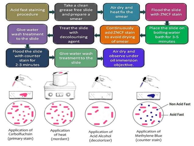 IDENTIFICATION OF BACTERIA.pdf