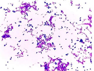 IDENTIFICATION OF BACTERIA.pdf