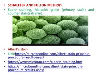 IDENTIFICATION OF BACTERIA.pdf