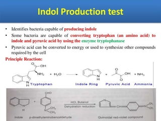 IDENTIFICATION OF BACTERIA.pdf