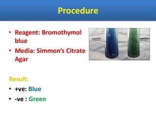 IDENTIFICATION OF BACTERIA.pdf