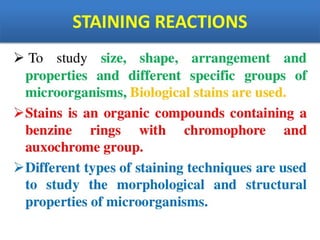IDENTIFICATION OF BACTERIA.pdf