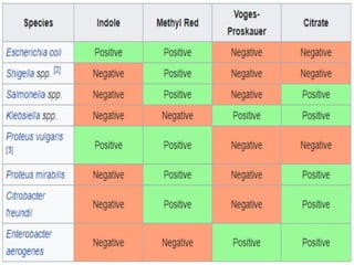IDENTIFICATION OF BACTERIA.pdf
