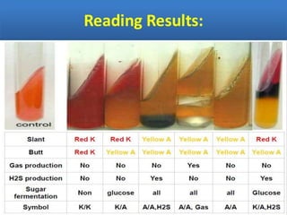 IDENTIFICATION OF BACTERIA.pdf
