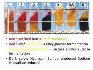 IDENTIFICATION OF BACTERIA.pdf