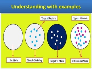 IDENTIFICATION OF BACTERIA.pdf