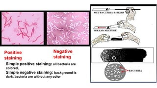 Positive
staining
Negative
staining
Simple positive staining: all bacteria are
colored,
Simple negative staining: background is
dark, bacteria are without any color
 