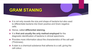 GRAM STANING
 It is not only reveals the size and shape of bacteria but also used
to differentiate bacteria into Gram positive and Gram negative
cells.
 Hence, called differential staining.
 It is first and usually the only method employed for the
diagnostic identification of bacteria in clinical specimens.
 Provides more information about the characteristics of the cell wall
(Thickness).
 A stain is a chemical substance that adheres to a cell, giving the
cell colour.
 