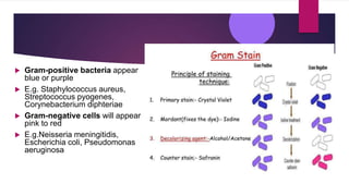  Gram-positive bacteria appear
blue or purple
 E.g. Staphylococcus aureus,
Streptococcus pyogenes,
Corynebacterium diphteriae
 Gram-negative cells will appear
pink to red
 E.g.Neisseria meningitidis,
Escherichia coli, Pseudomonas
aeruginosa
 