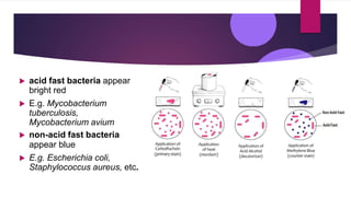  acid fast bacteria appear
bright red
 E.g. Mycobacterium
tuberculosis,
Mycobacterium avium
 non-acid fast bacteria
appear blue
 E.g. Escherichia coli,
Staphylococcus aureus, etc.
 