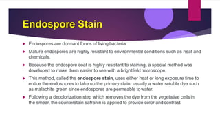 Endospore Stain
 Endospores are dormant forms of living bacteria
 Mature endospores are highly resistant to environmental conditions such as heat and
chemicals.
 Because the endospore coat is highly resistant to staining, a special method was
developed to make them easier to see with a brightfield microscope.
 This method, called the endospore stain, uses either heat or long exposure time to
entice the endospores to take up the primary stain, usually a water soluble dye such
as malachite green since endospores are permeable to water.
 Following a decolorization step which removes the dye from the vegetative cells in
the smear, the counterstain safranin is applied to provide color and contrast.
 