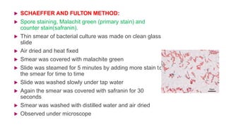 o
 SCHAEFFER AND FULTON METHOD:
 Spore staining, Malachit green (primary stain) and
counter stain(safranin).
 Thin smear of bacterial culture was made on clean glass
slide
 Air dried and heat fixed
 Smear was covered with malachite green
 Slide was steamed for 5 minutes by adding more stain t
the smear for time to time
 Slide was washed slowly under tap water
 Again the smear was covered with safranin for 30
seconds
 Smear was washed with distilled water and air dried
 Observed under microscope
 