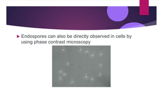  Endospores can also be directly observed in cells by
using phase contrast microscopy
 