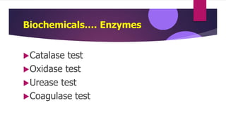 Biochemicals…. Enzymes
Catalase test
Oxidase test
Urease test
Coagulase test
 