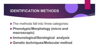 IDENTIFICATION METHODS
 The methods fall into three categories:
 Phenotypic/Morphology (micro and
macroscopic)
 Immunological/Serological analysis
 Genetic techniques/Molecular method
 