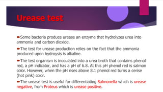 Urease test
Some bacteria produce urease an enzyme that hydrolyzes urea into
ammonia and carbon dioxide.
The test for urease production relies on the fact that the ammonia
produced upon hydroysis is alkaline.
The test organism is inoculated into a urea broth that contains phenol
red, a pH indicator, and has a pH of 6.8. At this pH phenol red is salmon
color. However, when the pH rises above 8.1 phenol red turns a cerise
(hot pink) color.
The urease test is useful for differentiating Salmonella which is urease
negative, from Proteus which is urease positive.
 