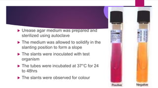  Urease agar medium was prepared and
sterilized using autoclave
 The medium was allowed to solidify in the
slanting position to form a slope
 The slants were inoculated with test
organism
 The tubes were incubated at 37°C for 24
to 48hrs
 The slants were observed for colour
 