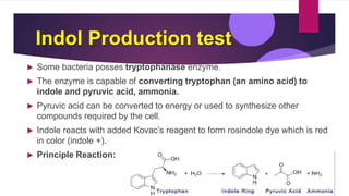 Indol Production test
 Some bacteria posses tryptophanase enzyme.
 The enzyme is capable of converting tryptophan (an amino acid) to
indole and pyruvic acid, ammonia.
 Pyruvic acid can be converted to energy or used to synthesize other
compounds required by the cell.
 Indole reacts with added Kovac’s reagent to form rosindole dye which is red
in color (indole +).
 Principle Reaction:
 