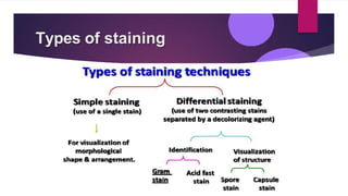 Types of staining
 