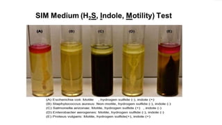 identificationof bacteria.pptx