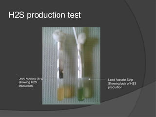 H2S production test
Lead Acetate Strip
Showing H2S
production
Lead Acetate Strip
Showing lack of H2S
production
 