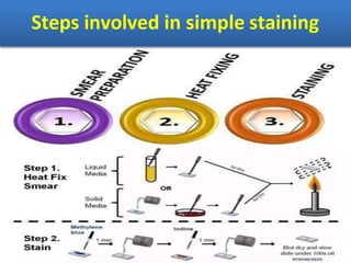 identification of bacteria- lecture 7.pptx