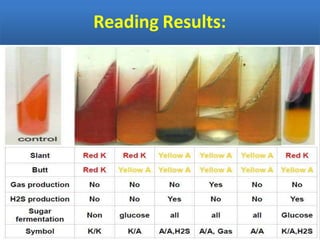 identification of bacteria- lecture 7.pptx