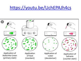 Identification of bacteria by staining methods | PPTX