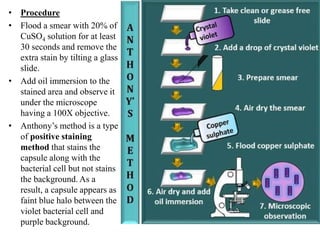 Identification of bacteria by staining methods | PPTX