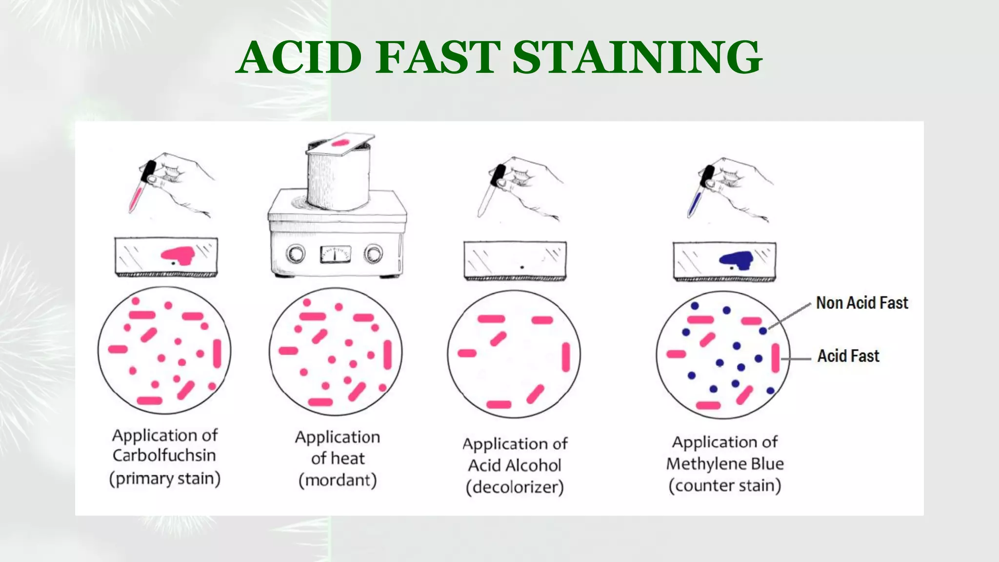 Identification of bacteria by staining techniques | PDF