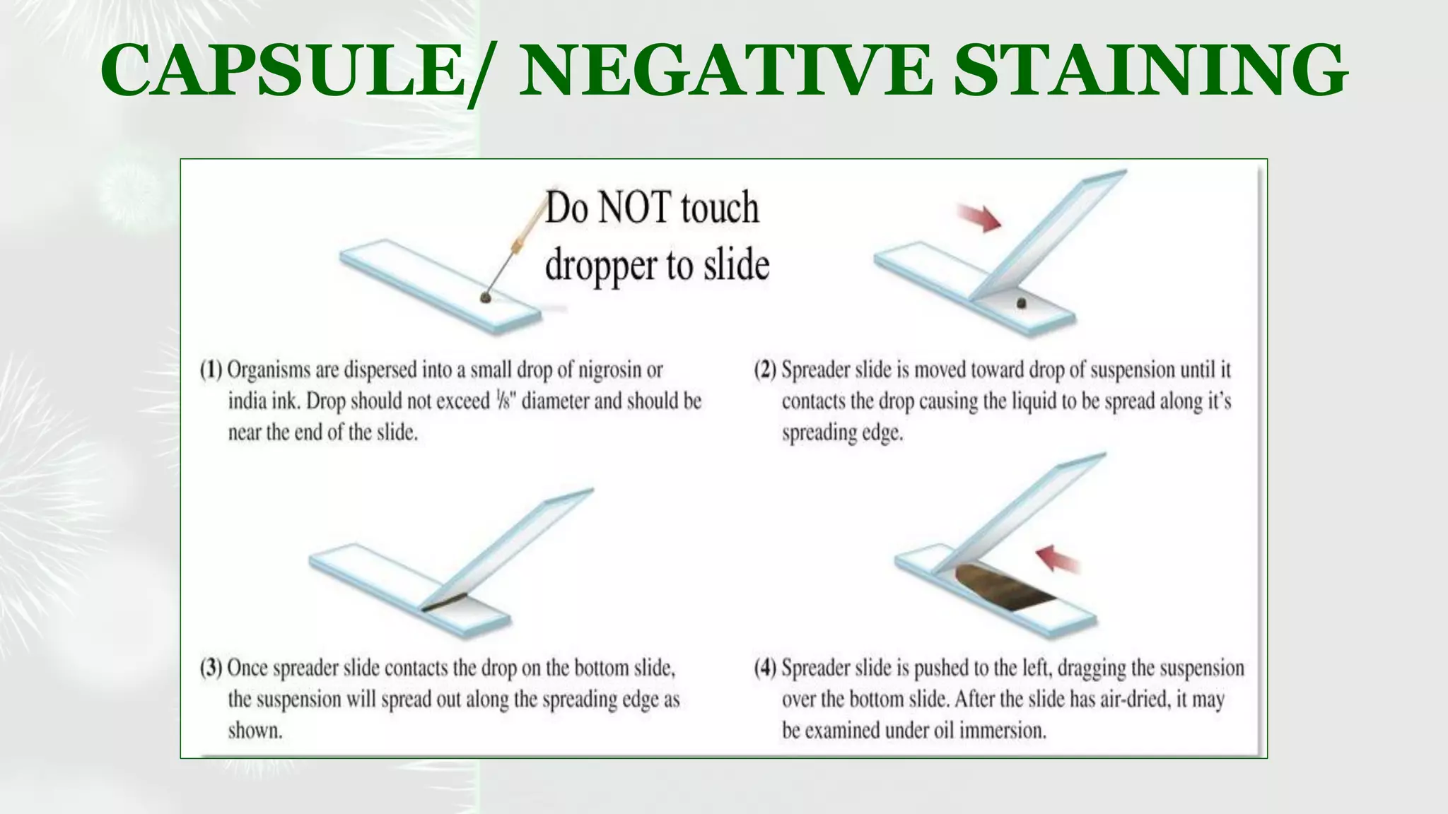 Identification of bacteria by staining techniques | PDF | Chemistry ...
