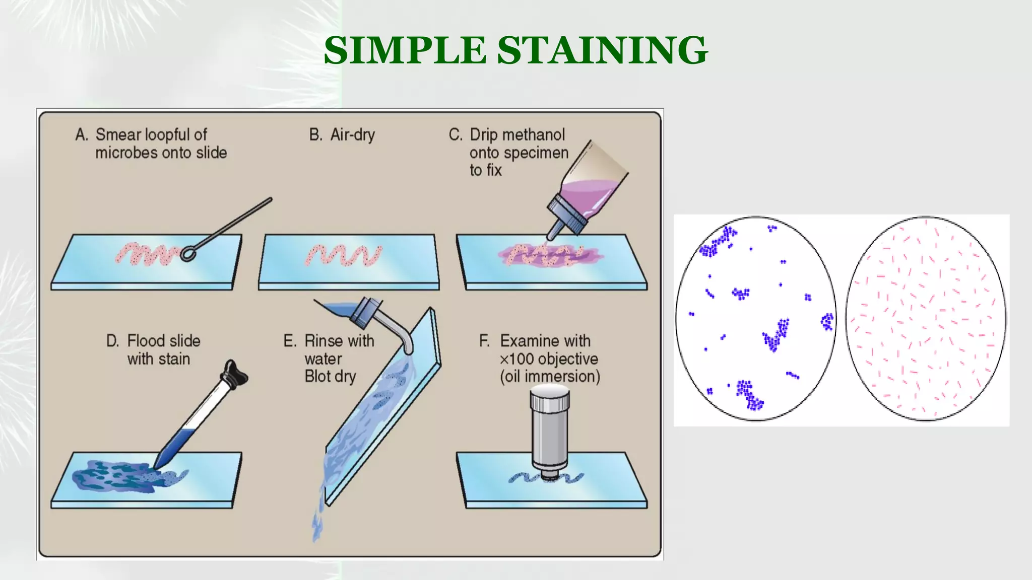 Identification of bacteria by staining techniques | PDF | Chemistry ...