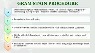 Identification of bacteria by staining techniques | PDF